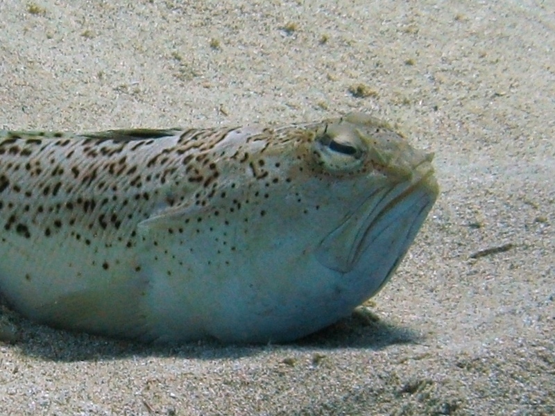 Trachinus radiatus (Cuvier, 1829)